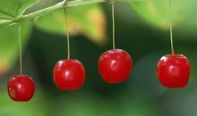 跟子嗣无缘，暮年伶丁无依的生肖女