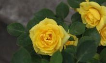 11月下旬开始好运连连，福星照耀，财运亨通，名利双收的3生肖