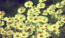 属鸡2019年年底前能跳槽吗？属鸡2019年开运方位？(图文)