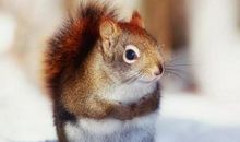 后半生最有福的人，大多数来自这三大生肖，有你吗？