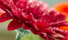 11月下旬起运势爆棚，生财有道，好运缠身，富贵有余的3大生肖