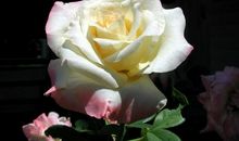 天蝎座深爱你的表现有哪些？