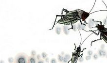 2020鼠年3月份生肖属猴人能遇上贵人吗，运势如何