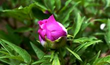 3月15号起事业一顺百顺，横财降临，财库大发，运势红火的四属相