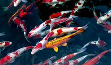 四月哪些生肖将会变身锦鲤？肯定有你