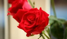 喜欢嫁给隔壁邻居的生肖女