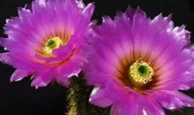 11月好运横财乘风来，越来越有钱的生肖，生活精致又富贵