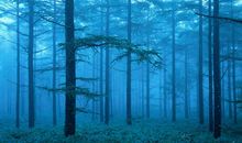 11月1号开始，运势鹏程万里，正官生正财的四大生肖