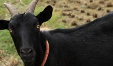 2021年犯太岁最严重的生肖是什么,生肖属羊冲太岁运势怎么破解