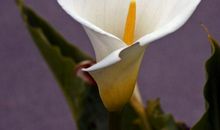 未来三个月吉星庇佑，各方面运势都不断上涨，富贵盈门的四属相