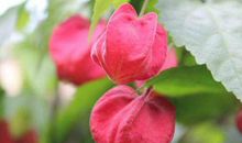 财运蹭蹭涨，家财翻几番的生肖，熬到明年官高事顺，大发特发