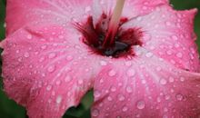 未来五个月喜事接二连三，财运上上签，财路大开的四属相