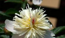 11月22号喜鹊叫不停，大钱入账，四属相运势大获成功，接意外之财