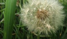 未来三个月好运连连，做啥都能够顺利，横财运很好的四属相