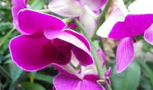 11月之后鸿运当头，福运延绵，财神点名，收入水涨船高的3生肖