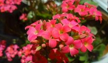 明年开始运势高涨，喜气洋洋，事业顺风顺水，添财添喜的3大生肖