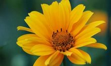 11月红红火火，富贵到来，八方来财的四大生肖