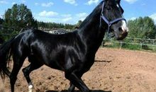 属马的2021年运势运程 牛年属马人每月运程详解