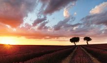 莫小奇一周星座运势（1.6-1.12）