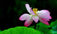 11月中旬，事业飞黄腾达，走出逆境，万事顺利的三大生肖