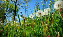 1988年的生肖何时好运(图文)