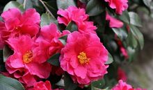 恭喜四生肖得财星飞入，11月2号开始有财气冲天，在事业上一帆风顺!