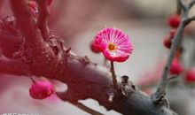 11月8号开始运势节节高升，四生肖财禄双至，日后十有八九变富翁!