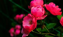 未来三个月好运缠身，顺遂如意，机遇不断，财路大开的3大生肖