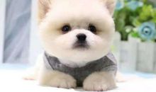 属狗2021年运势及运程 2021年属狗人的全年运势