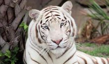 属虎2021年运势及运程 2021年属虎人的全年运势