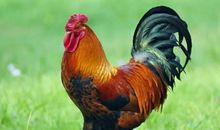 属鸡2021年运势及运程 2021年属鸡人的全年运势