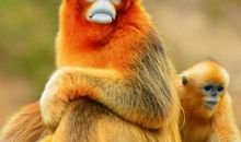 属猴2021年运势及运程 2021年属猴人的全年运势