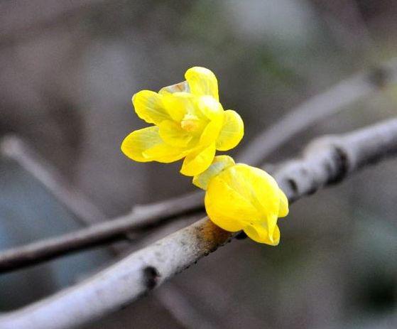 11月中旬脱贫致富，轻松挣大钱的生肖，生活幸福满满，富贵安逸 1