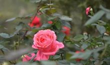 5月份开始，4属相能够时来运转，衣食无忧，过上大富大贵的生活