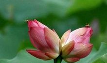 11月中旬脱贫致富，轻松挣大钱的生肖，生活幸福满满，富贵安逸