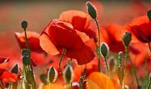 下月开始事业一飞冲天，正财运一路狂飚，存款翻几番的四属相