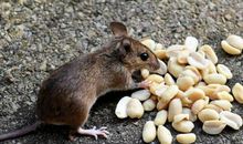 1972年属什么生肖