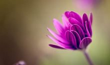 命上比肩旺，当“二度新郎”的生肖人