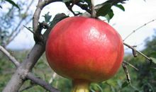 男人面部痣相图解：男人脸上的富贵痣