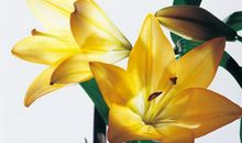 在5月下旬，真爱至上，携手与共，收获美好的三大星座