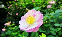 未来三年转运逆袭，贵人相助，事业如日中天，财富大增的3大生肖