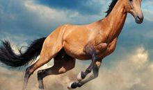 属马2021年运势及运程 2021年属马人的全年运势