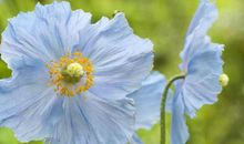 在6月上旬，幸福驾到，邂逅真爱，倍感珍惜的三大星座