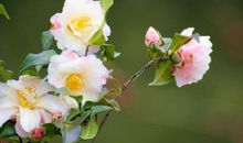 11月过后迎来大运，富贵盈门，事业顺利开展，日进斗金的3生肖