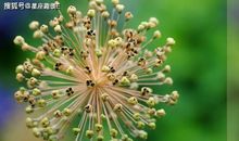 射手座为什么会选择放弃感情？