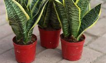 虎皮兰吸收甲醛作用不大？风水摆放位置很重要，读完回家搬走！