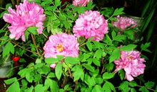 下个月开始财运高涨，事业高升，顺风顺水，日子越过越富足的生肖