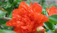 从明年起好运找上门，财神关照，事业红火，财源滚滚来的3大生肖