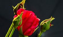 11月下旬财运一路飙升，喜见横财，奖运说来就来的四属相