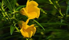 未来三年得财神眷顾，好运不断，财运更旺，生活更美好的四属相